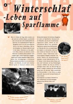 Fledermausflyer: Winterschlaf - Leben auf Sparflamme